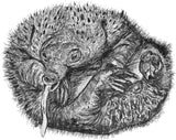 Echidna - Elizabeth the Echidna