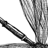Dragonfly - Eve the Dragonfly