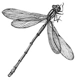 Dragonfly - Eve the Dragonfly