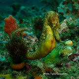Seahorse - Fabio the Seahorse