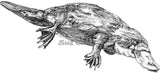 Platypus - Fernando the Platypus