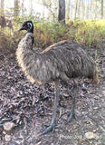 Emu - Fluffy the Emu