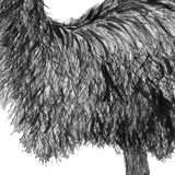 Emu - Fluffy the Emu