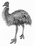 Emu card - Fluffy the Emu