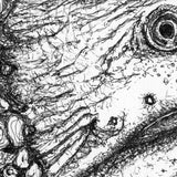 Moray Eel - Fozzie the Moray Eel