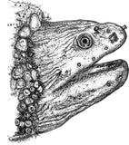 Moray Eel - Fozzie the Moray Eel