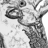 Cockatoo - Frisky the Cockatoo