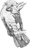 Cockatoo - Frisky the Cockatoo