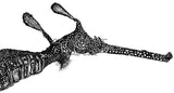 Weedy Seadragon - George the Weedy Seadragon