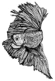 Fighting Fish -Gloria the Fighting Fish
