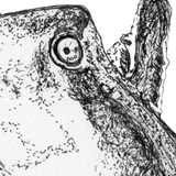 Shark - Gracie the Port Jackson Shark