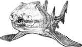 Shark - Gracie the Port Jackson Shark