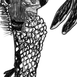 Weedy Seadragon - Grumps the Weedy Seadragon