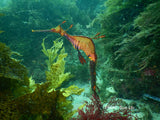 Weedy Seadragon - Grumps the Weedy Seadragon