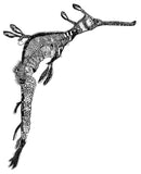 Weedy Seadragon - Grumps the Weedy Seadragon