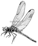 Dragonfly - Hope the Dragonfly