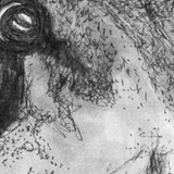 Shark - Jackson the Port Jackson Shark