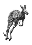Kangaroo - Johnny the Kangaroo