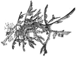 Leafy Sea Dragon -  Jonesy the Leafy Sea Dragon