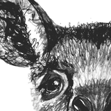 Kangaroo - Josephine the Kangaroo