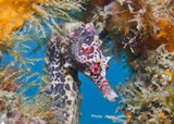 Seahorse - Lady Jayne of Manly Nets