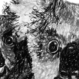 Koala - Mumma Lee and Fraser the Koala