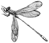 Dragonfly card -Lynette the Dragonfly