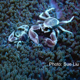 Crab - Maria the Crab