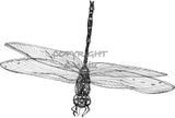 Dragonfly - Marie the Dragonfly