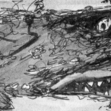 Shark - Mark the Grey Nurse Shark