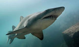 Shark - Mark the Grey Nurse Shark