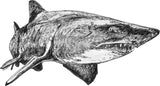 Shark - Mark the Grey Nurse Shark