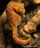 Seahorse - Martin the Seahorse