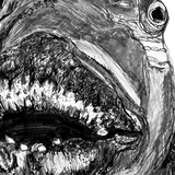 Blue Groper - Meg the Blue Groper