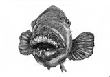 Blue Groper - Meg the Blue Groper