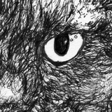 Moet the Brown Burmese