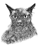 Moet the Brown Burmese