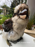 Kookaburra - Nelson the Kookaburra
