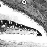 Shark - Nancy the Grey Nurse Shark