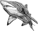 Shark - Nancy the Grey Nurse Shark