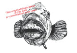 Blue Groper - Barry the Blue Groper