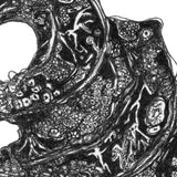 Shark - Ornate Crested Horn Shark Egg Casing