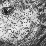 Red Indian Fish - Paulina the Red Indian Fish