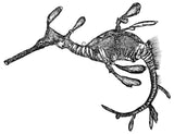 Weedy Seadragon - Pee Jay the Weedy Seadragon