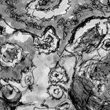 Shark - Penelope the Wobbygong Shark