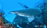 Shark - Rel the Grey Nurse Shark