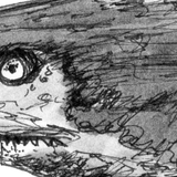 Shark - Rel the Grey Nurse Shark