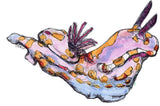 Nudibranch -Sarah the Nudibranch