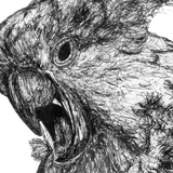 Cockatoo - Sassy the Cockatoo