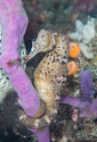 Seahorse - Sandra the Seahorse